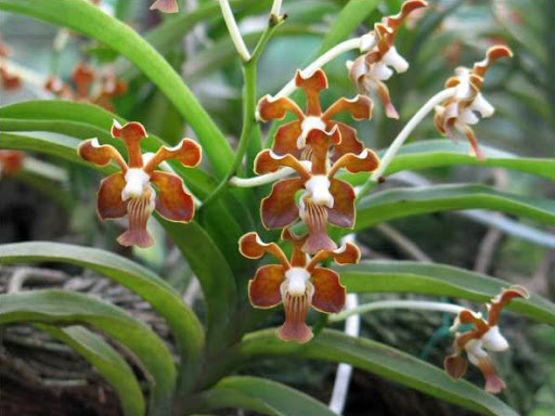 Vanda concolor